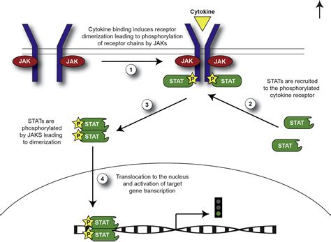 JAK inhibitors in dermatology: The promise of a new drug class ...