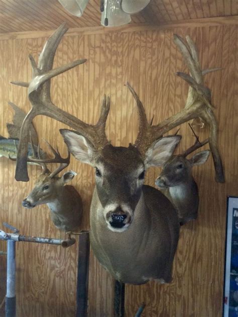 Whitetail deer mount by QandA trophy | Deer pictures, Whitetail deer ...