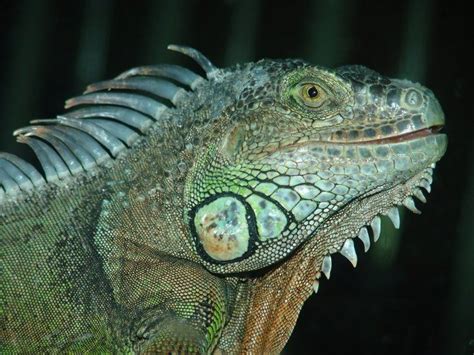 Iguanidae - Alchetron, The Free Social Encyclopedia