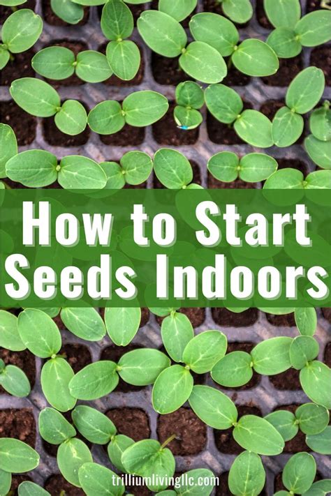 How To Start Seeds Indoors Complete Guide Trillium Living Gardening For Beginners