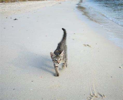 Un Chat Qui Adore Nager Dans La Mer Avec Son Ma Tre