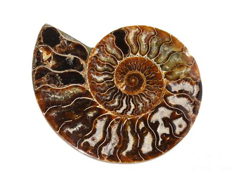 Ammonite Photograph By Hhelene K B Fine Art America