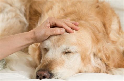 Ichthyosis In Golden Retrievers Our Vet Explains Causes Signs And Treatment Hepper