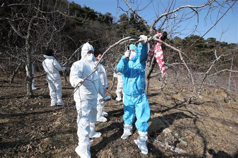 “올해는 제발”충주시 과수화상병 방제에 총력