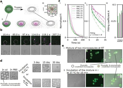 Sequential Dual Release Of Nanospheres From The Microcapsules And The