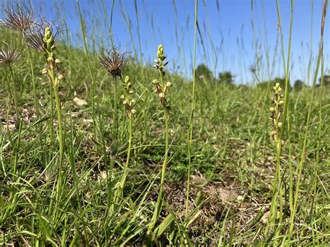 Orchis Anthropophora Man Orchid Syn Aceras Anthropophor Flickr