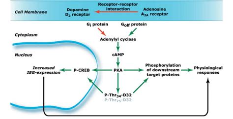 Schematic Representation Of The Antagonistic Interactions Between Download Scientific Diagram