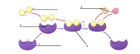 FREE Label The Lock And Key Model Of The Enzyme Substrate Complex