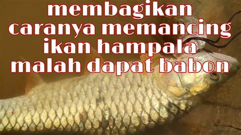 Caranya Casting Ikan Hampala Mudah Didapatkan Malah Langsung Dapat Ikan