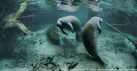 Sea Cows? More Like Water Elephants: 10 Amazing Facts About Manatees