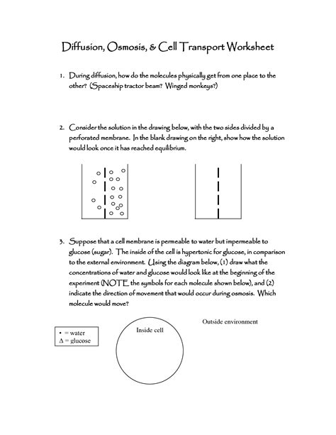 Cell Transport Worksheet Answer Key 7