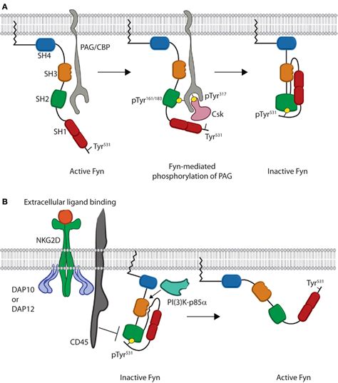 Frontiers The Fynadap Axis Cytotoxicity Versus Cytokine Production