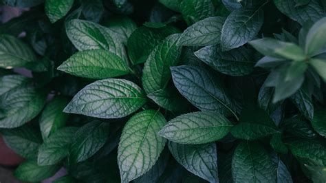 Green Leaves 4k Wallpapers Wallpaper Cave