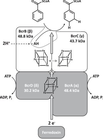 A Catalytically Versatile Benzoyl CoA Reductase Key Enzyme In The