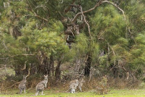 Kangaroo Controversy - Stefano Unterthiner