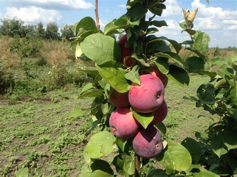Яблоки лобо (множество фото) - treepics.ru