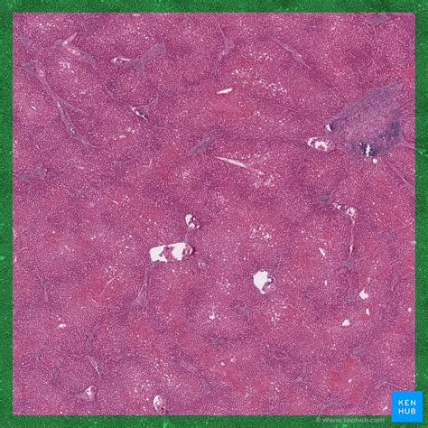 Liver Histology Structure Cells And Characteristics Kenhub