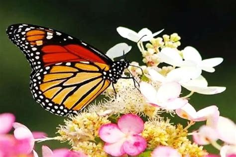 Solve Monarch Jigsaw Puzzle Online With 54 Pieces