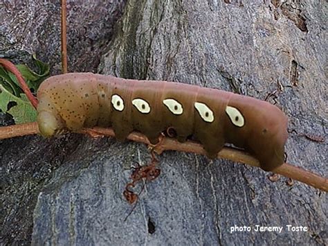 Large Caterpillars of North America | Wildlife Insight