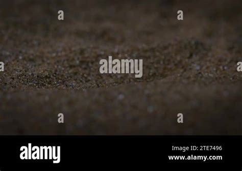 Grant's golden mole Stock Videos & Footage - HD and 4K Video Clips - Alamy