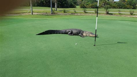 PHOTOS Giant Alligator On A Florida Golf Course ABC7 Chicago