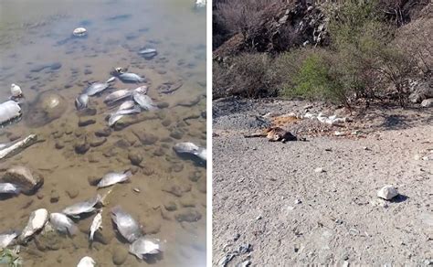 Video Alertan Sobre Gran Mortandad De Reses Y Peces En El R O Piaxtla