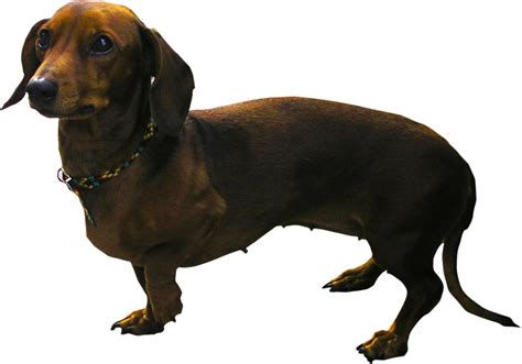 Dachshund Png Image With Transparent Background Free Png Images