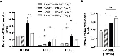 Frontiers Ifn Production By Brain Resident Cells Activates Cerebral