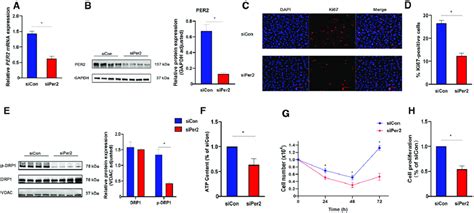 Per Silencing Inhibited Proliferation And Atp Production Of Ccd