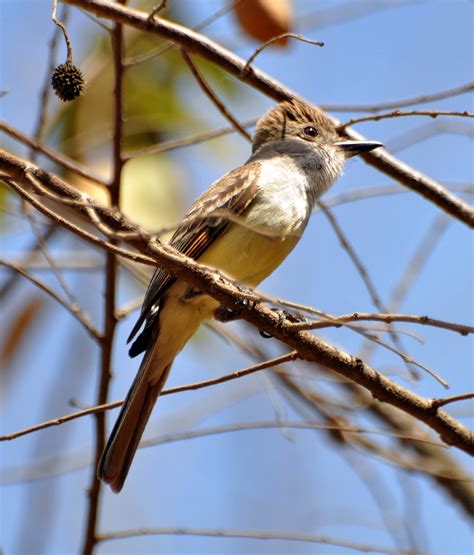 Brown Crested Flycatcher Audubon Field Guide