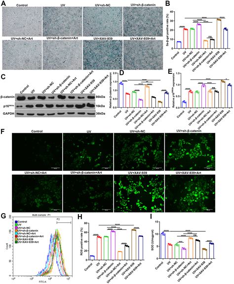 Artesunate Treatment Ameliorates Ultraviolet Irradiation Driven Skin Photoaging Via Increasing β