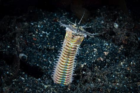 10 Terrifying Bobbit Worm Facts - Fact Animal