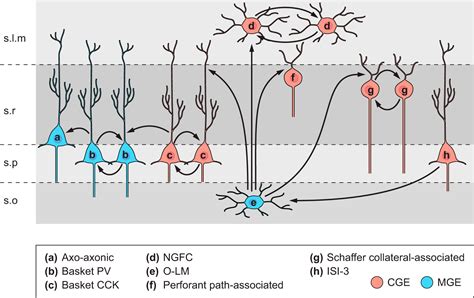 Hippocampal Gabaergic Inhibitory Interneurons Physiological Reviews