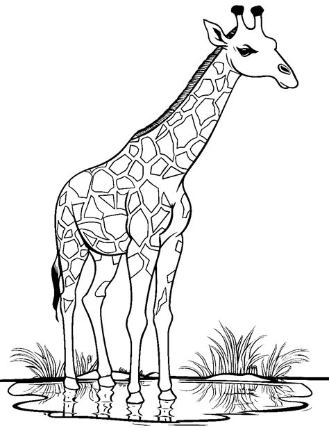 30 Giraffe Coloring Pages: Fun Free Sheets