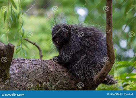 Black New World Porcupine Sitting on a Tree Branch with a Blurred ...