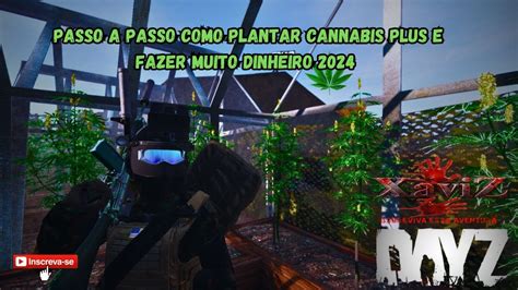 Passo A Passo Como Plantar Cannabis Plus E Fazer Muito Dinheiro