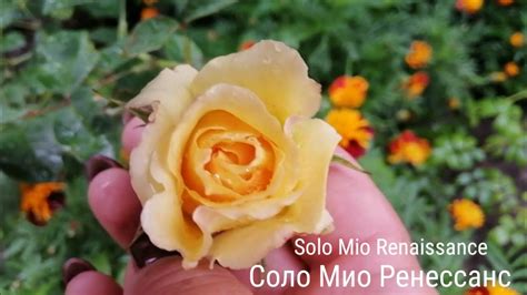 РОЗЫ МАЙН МЮНХЕН, СОЛО МИО РЕНЕССАНС, ЛАРИСА,, ПАНЧ ПИКСИ, СВИТ ДРИМ ...