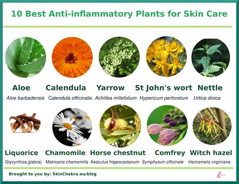 Anti Inflammatory Herbs