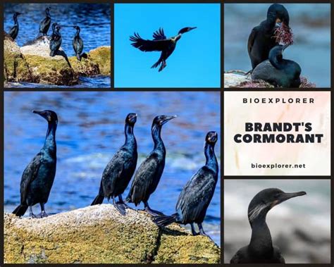 Brandt S Cormorant Urile Penicillatus Black Bird Fun Facts