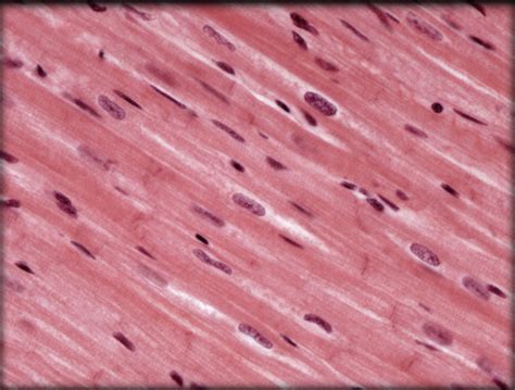 Cardiac Muscle Tissue Diagram | Quizlet