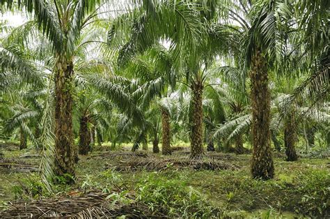 Oil Palm Plantation Borneo Stock Image C0019032 Science Photo