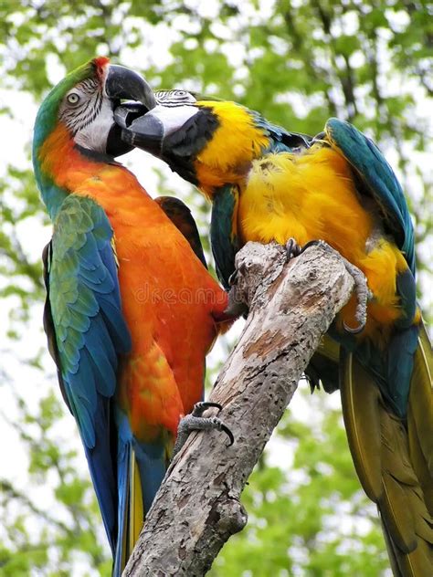 Baiser De Deux Perroquets Oiseaux Damour Image Stock Image Du