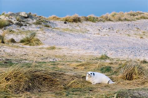 Free Images Coast Rock Wilderness Shore Sand Dune Wildlife Seal