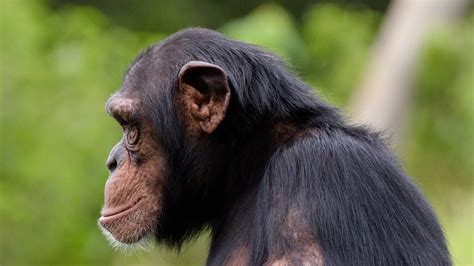 Chimpanzee Connection Tulsa Zoo