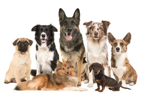 Lots Of Dogs Stock Photos Pictures And Royalty Free Images Istock