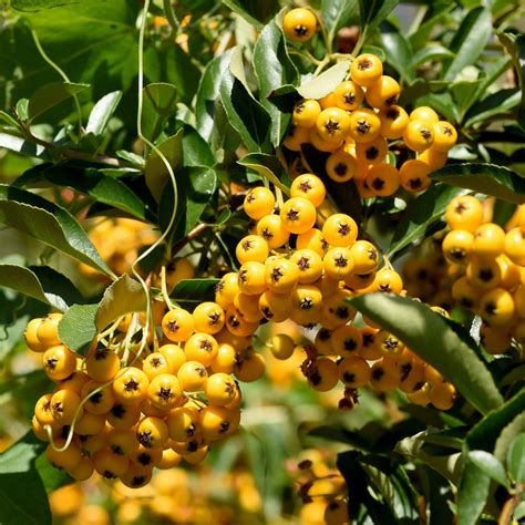 Ognik Pyracantha coccinea Soleil d Or 20cm Kwiaty i Rośliny