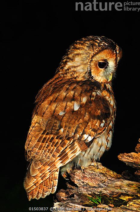 Stock Photo Of Tawny Owl Strix Aluco Wild Adult Dorset UK August