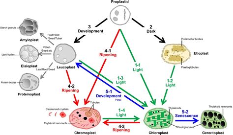 Leucoplast Diagram