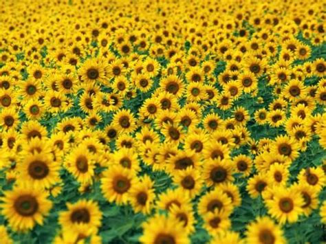 🔥 50 Sunflower Screensaver And Wallpapers Wallpapersafari