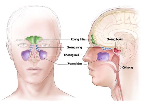 Viêm đa xoang là gì Triệu chứng và cách điều trị